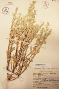 Herbarium Sheet of 